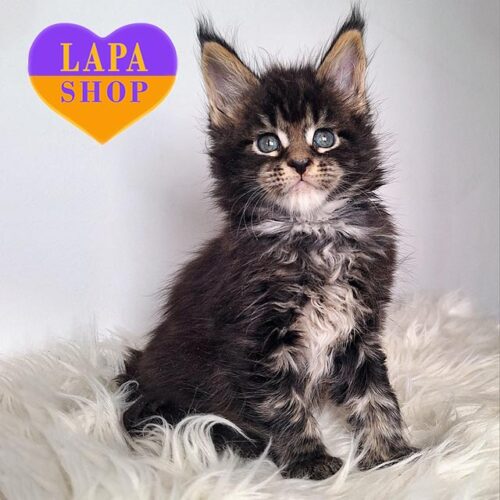 Maine Coon Kitten in a Stylish Black Marble Color Hitman — For Breeding