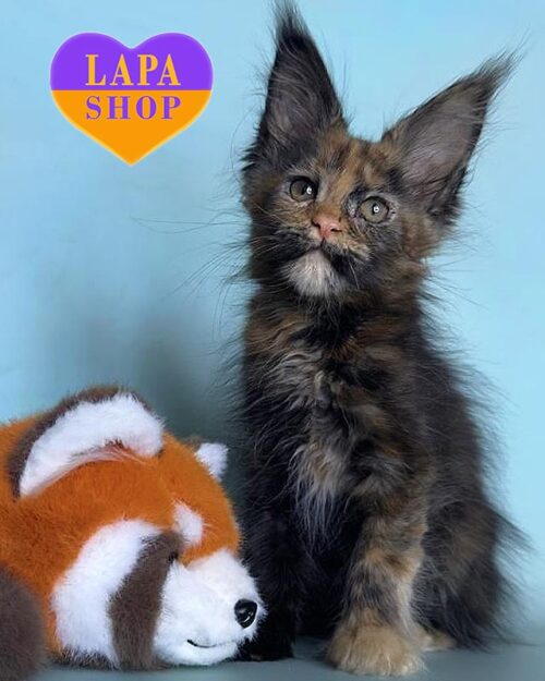 Чарівна кішечка породи мейн-кун з унікальним черепаховим забарвленням Hmara