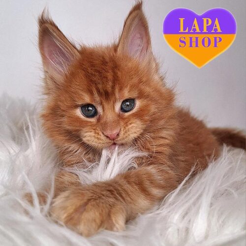Fiery Maine Coon Kitten in Rich Red Color Houston — For Breeding
