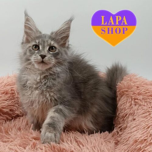 Милая кошечка породы мейн-кун в нежном голубо-пятнистом окрасе Ilana