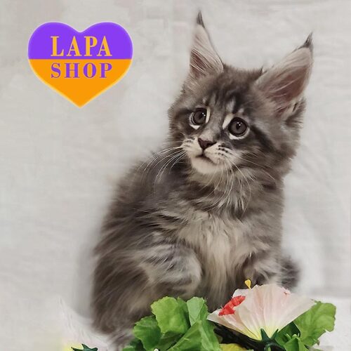 Мила кішечка породи мейн-кун в сріблясто-мармуровій шубці Інола