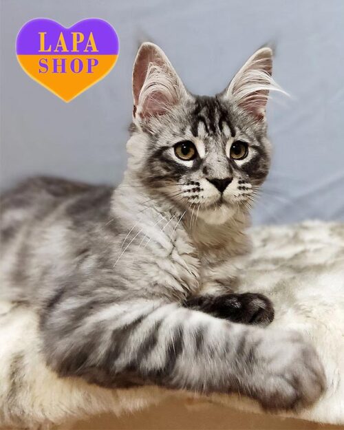 блакитно-мармуровий мейн-кун