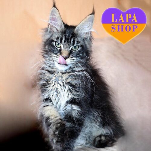 Красунчик породи мейн-кун мармурового забарвлення Irbis