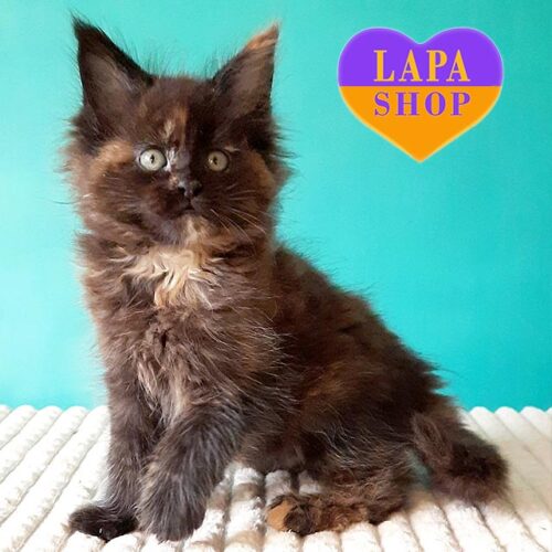 Красуня породи мейн-кун черепахового забарвлення Tango