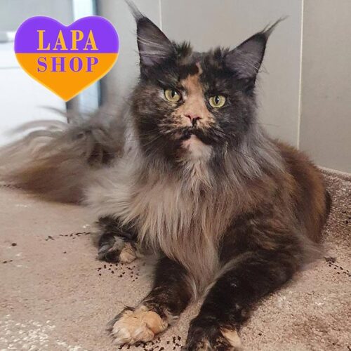 Неймовірно гарна кішечка-чемпіон породи мейн-кун в розкішній пухнастій шубці Тесса