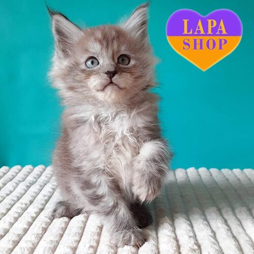 Милая кошечка породы мейн-кун Trixie