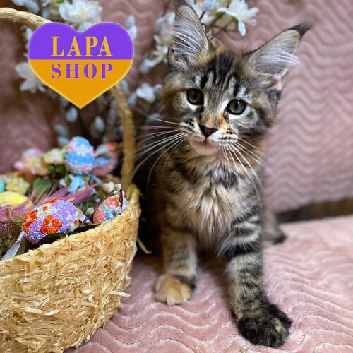 Cute Maine Coon Kitty Verona