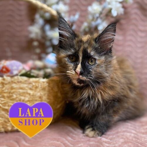 Viven is a Graceful Maine Coon Kitty in a Delicate Tortoiseshell Color