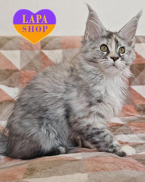 Елегантна кішечка породи мейн-кун з розкішним черепаховим сріблястим забарвленням WowBaby