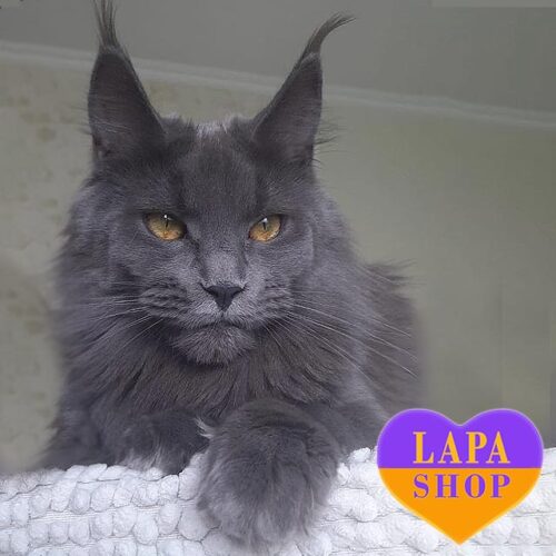 Xiola — роскошная красавица породы мейн-кун в голубой шубке