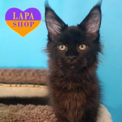 Zakhar — красавчик породы мейн-кун в роскошной черной шубке