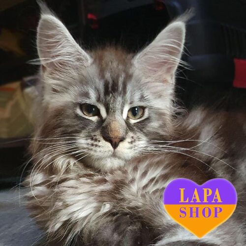 Zevs — роскошный котенок породы мейн-кун в серебристо-мраморной шубке