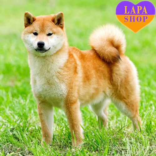 Руда дівчинка породи шиба-іну Меса