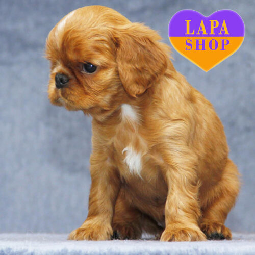 Mellifluous — милий хлопчик породи кінг чарльз спаніель