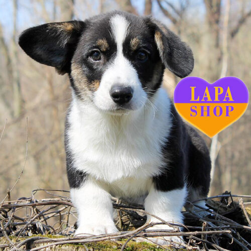 Melon — Tricolor Handsome Boy, Welsh Corgi Cardigan