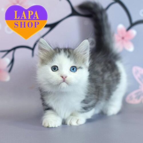 Junona — красавица породы манчкин длинношерстный с роскошными разноцветными глазками