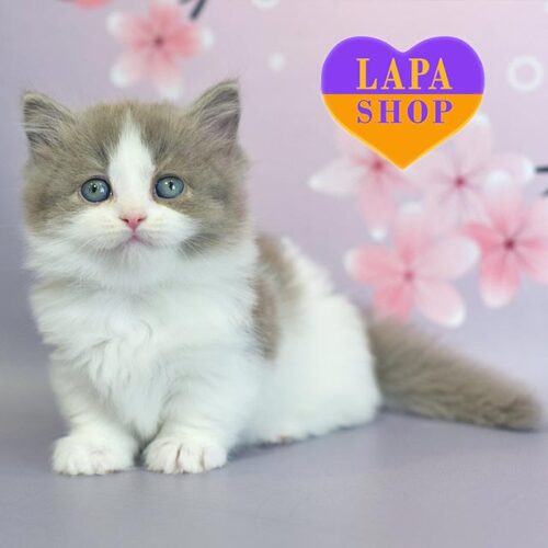 Очаровательный котенок породы манчкин в роскошной лилово-белой шубке Kristian