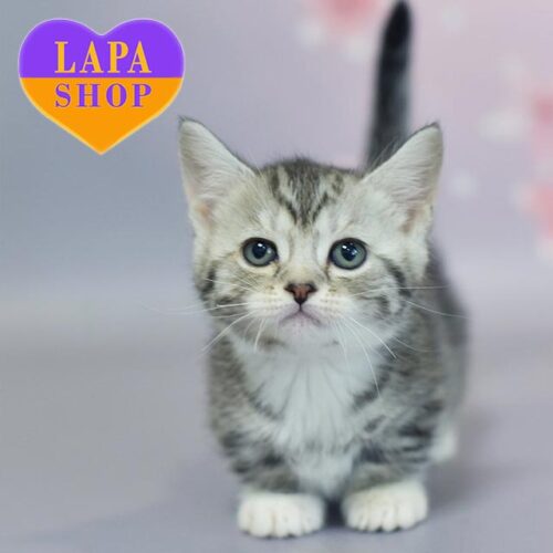 Милая кошечка породы манчкин эффектного серебристо-пятнистого окраса Jаnet