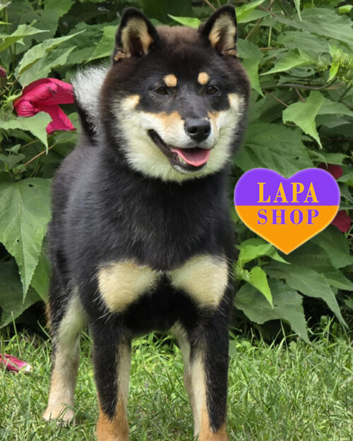 підпала шиба-іну