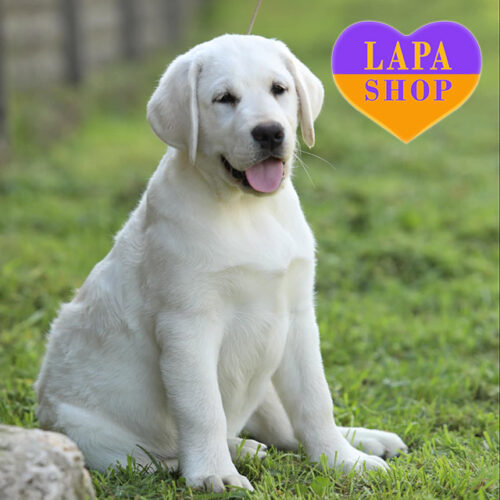 Naomi — Charming Girl of Labrador Retriever Breed