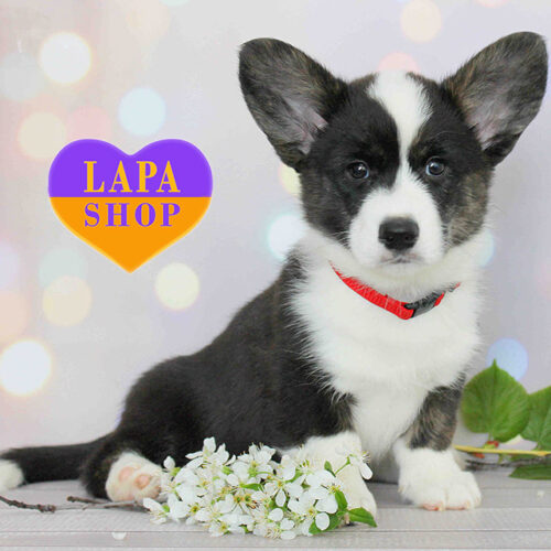 Nelli — Graceful Lady, Welsh Corgi Cardigan