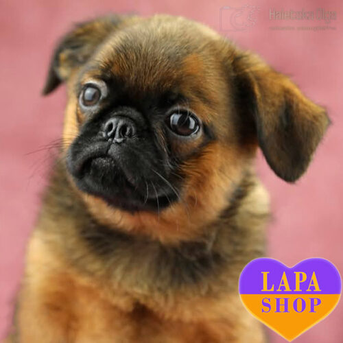 Рудий красень породи грифон пті брабансон Nere Endorphin