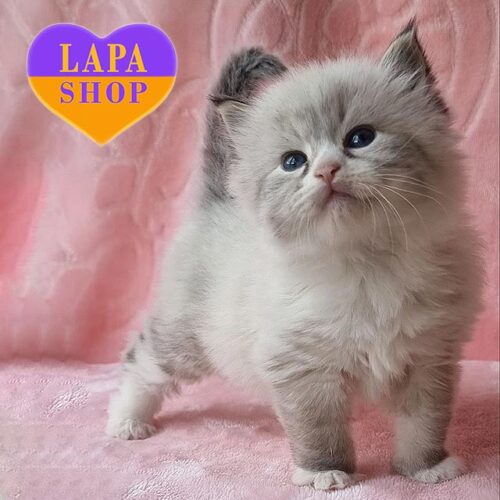 Невская маскарадная кошечка в роскошной шубке Horin