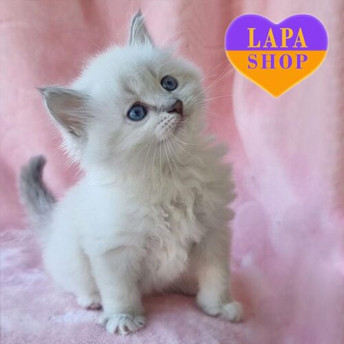 Mabel is a Neva Masquerade Kitty in a Luxurious Fur Coat