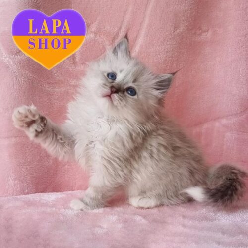 Maddy — утонченная невская маскарадная красавица