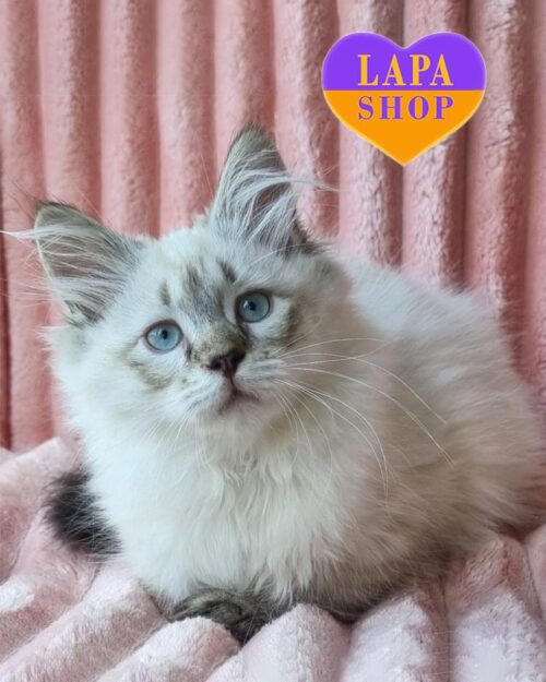 невське маскарадне кошеня