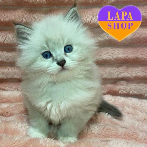 Cute Neva Masquerade Kitten Miron