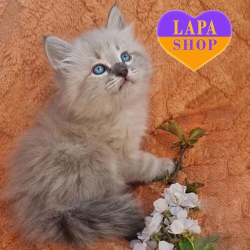 Mors — невский маскарадный котенок с изысканным окрасом и проницательными голубыми глазками