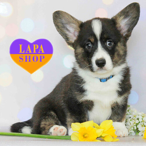 Nevil — Handsome Boy, Welsh Corgi Cardigan