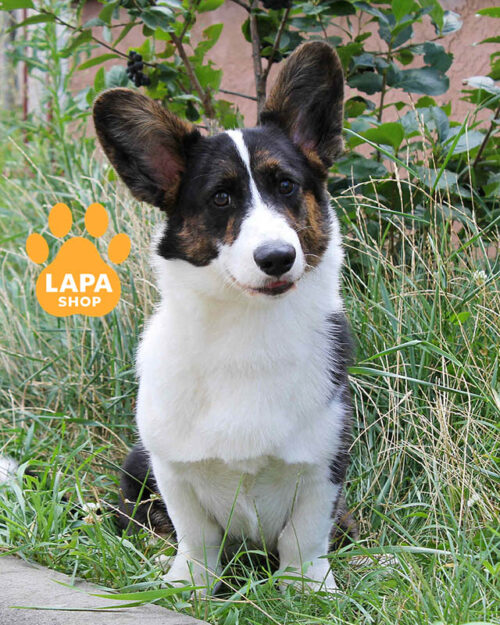 триколорний вельш-коргі кардіган