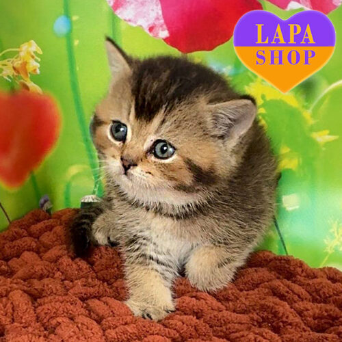 Ofeliya - очаровательная шотландская прямоухая кошечка