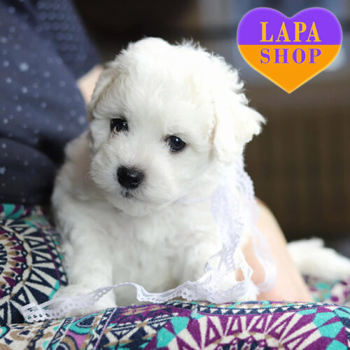 Oliver — милий хлопчик породи бішон фрізе