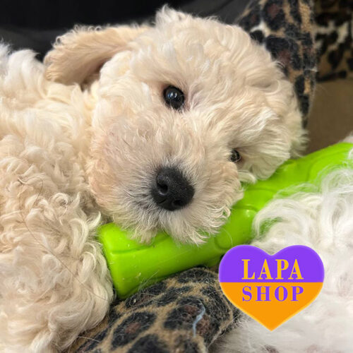 Маленькая леди породы этот пудель Оливия белой окраски