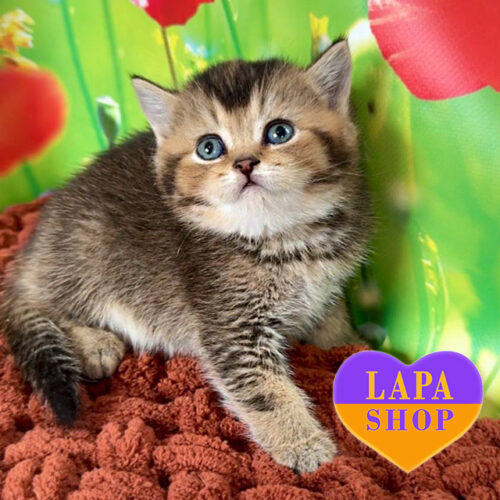 Милый шотландский короткошерстный красавец Oniks