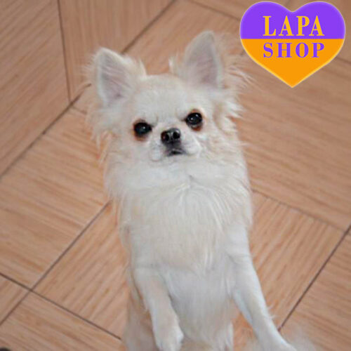 Orfey — довгошерсте цуценя породи чихуахуа кремового забарвлення