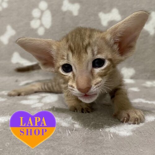 Граційна орієнтальна кішечка в цинамоново-плямистій шубці Viola