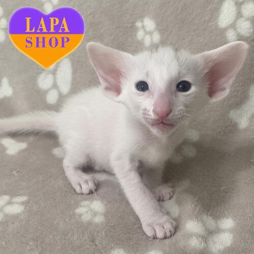 Утонченный зеленоглазый ориентальный котенок в белой шубке Vitold