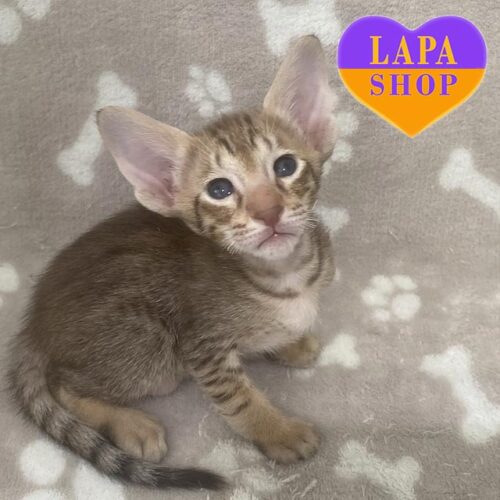 Vuiko — орієнтальний красунчик ніжного забарвлення