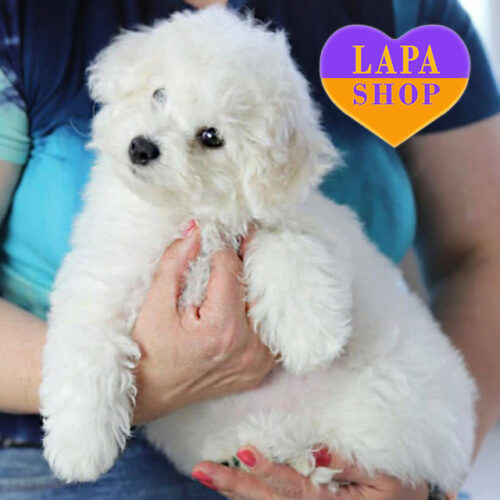 Милая девочка породы бишон фризе Ornella — ваша будущая любимица