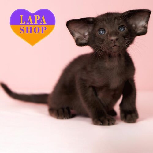 Cosmo — изящный ориентальный котенок с роскошным шоколадым окрасом