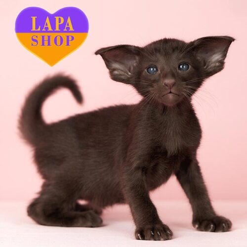 Ориентальный котенок в роскошной шоколадной шубке Cox