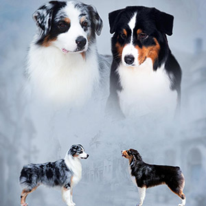 Триколорний красунчик породи австралійська вівчарка parents 18