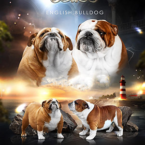 Бело-рыжий красавец породы английский бульдог Korban Dallas parents 3