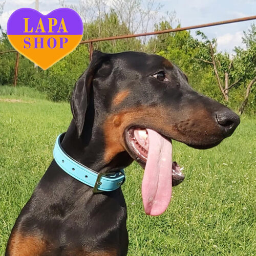 Чарівний хлопчик породи доберман чорного забарвлення Proud Pegasus