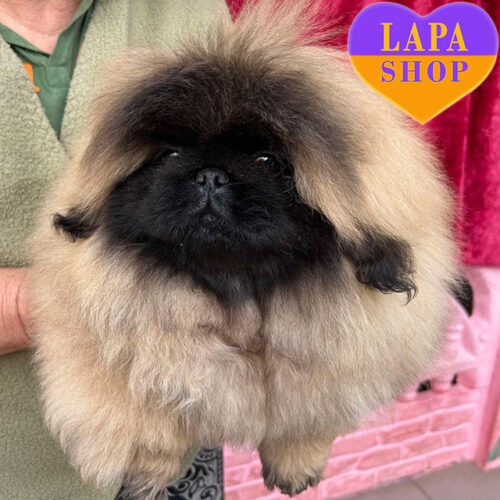 Маленький джентльмен породи пекінес