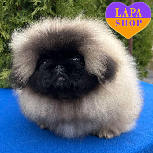 Мила красуня породи пекінес чекає на свою родину